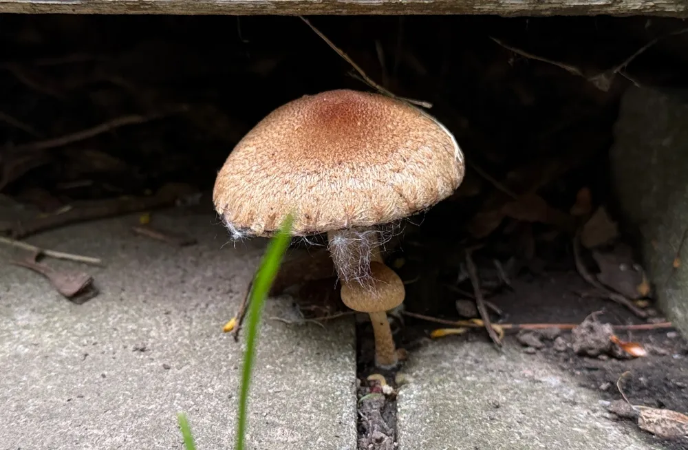fungi-friday-1.jpg