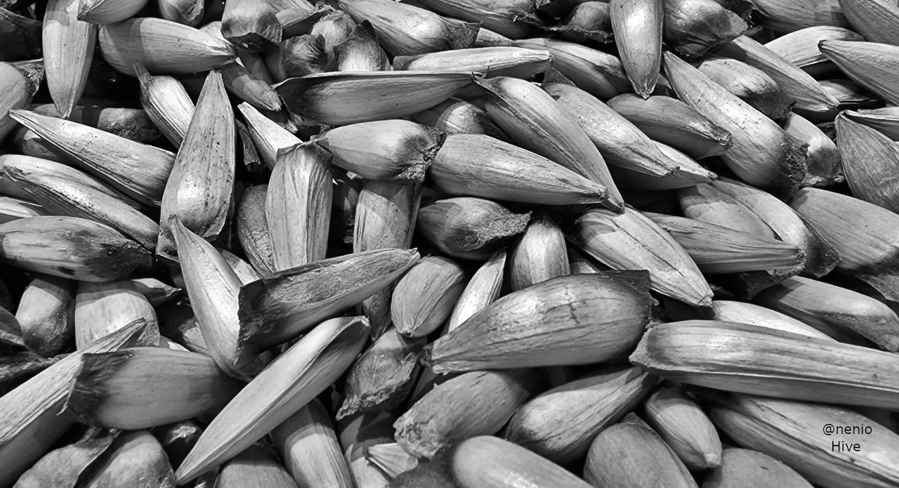 pinones-002-bw.jpg