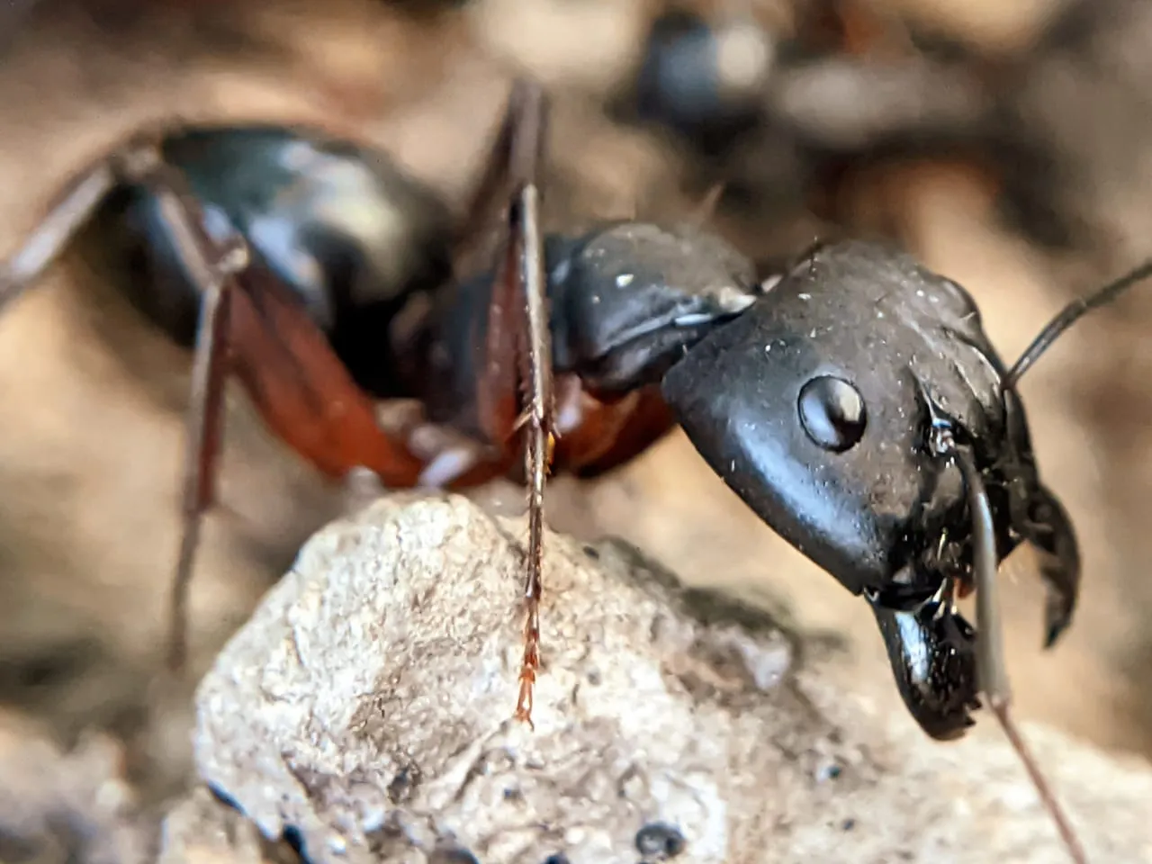insects (9).jpeg