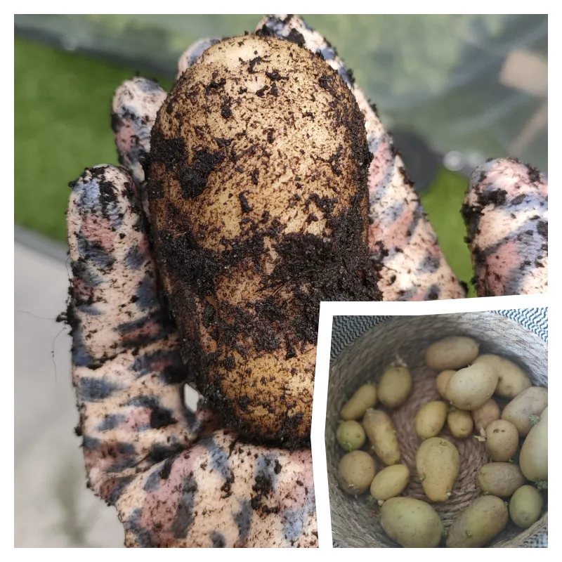 potatoes-first.png