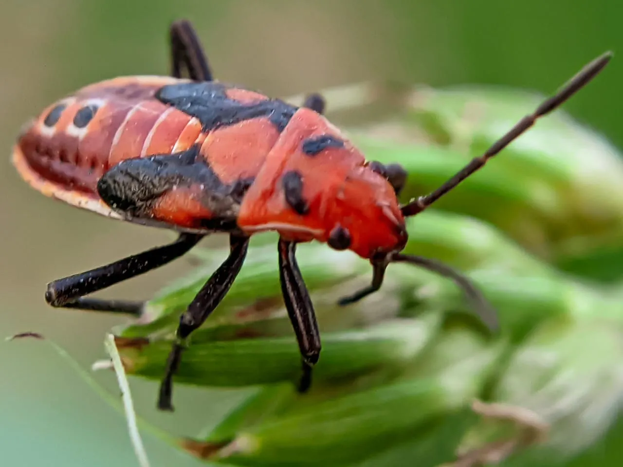 insect (12).jpeg