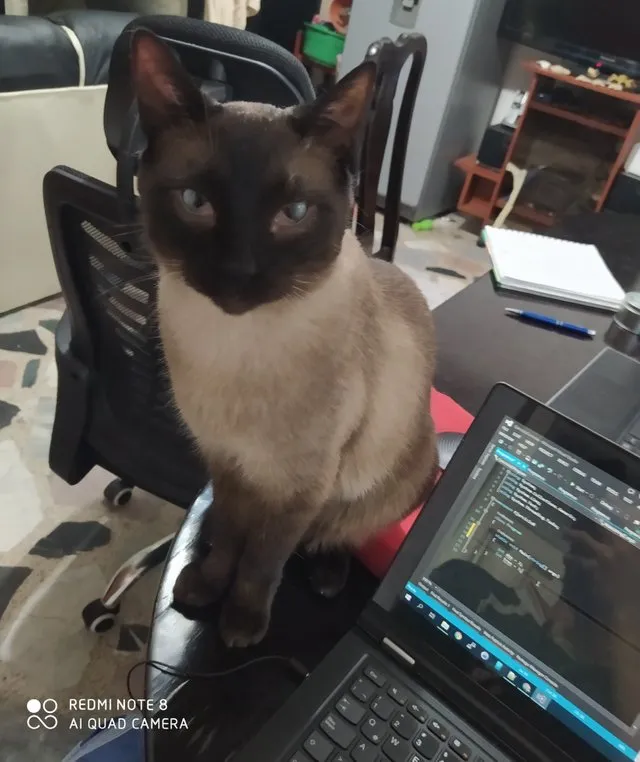 Pepito.jpg