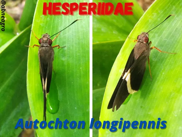 Hesperiidae(3).png