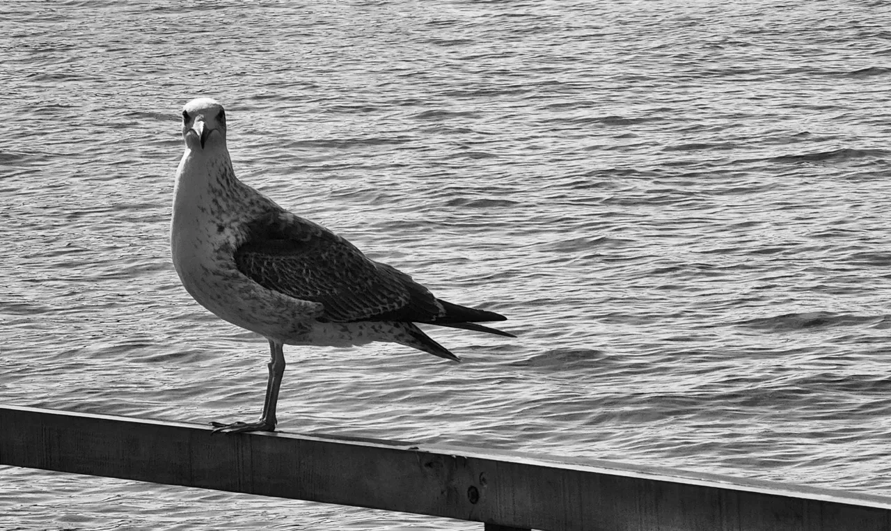 seagull-017-bw.jpg