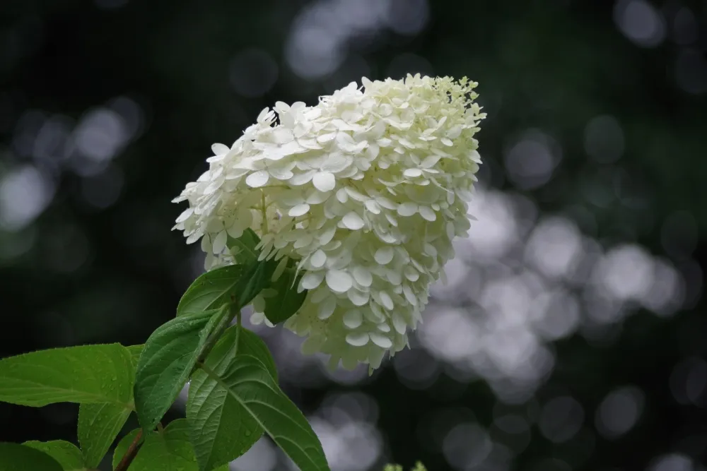 hive-hydrangea.jpg