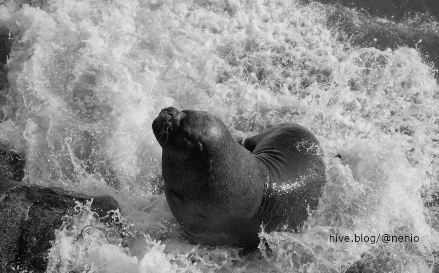 sealion-003-bw.JPG