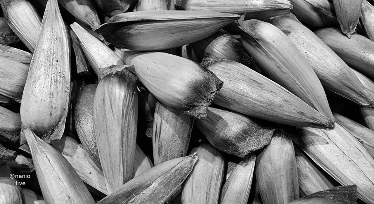 pinones-001-bw.jpg