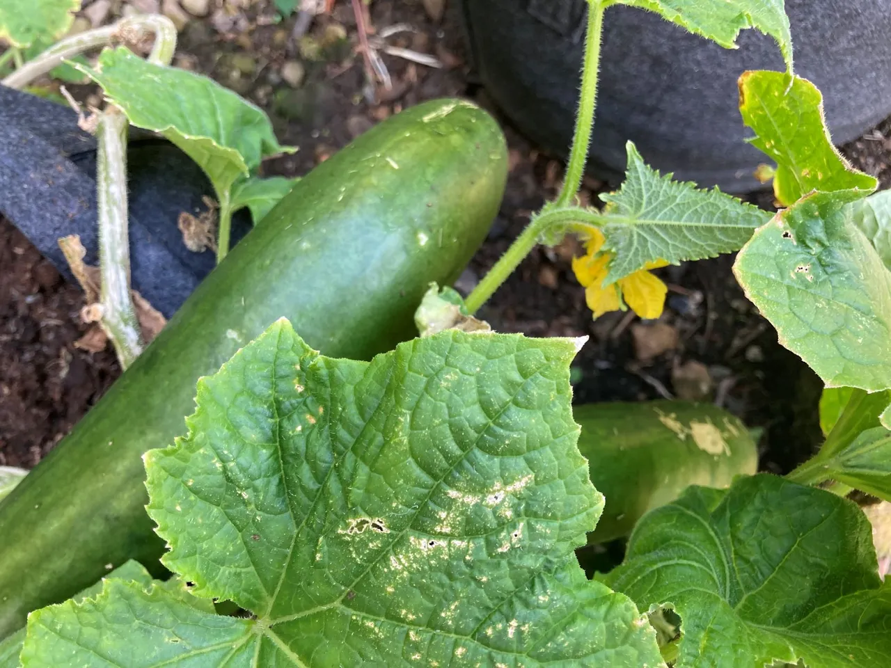 cucumber again.jpg