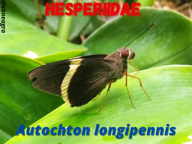 Hesperiidae(5).png