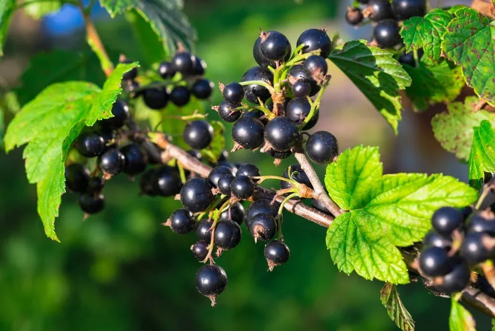 black-currant.webp