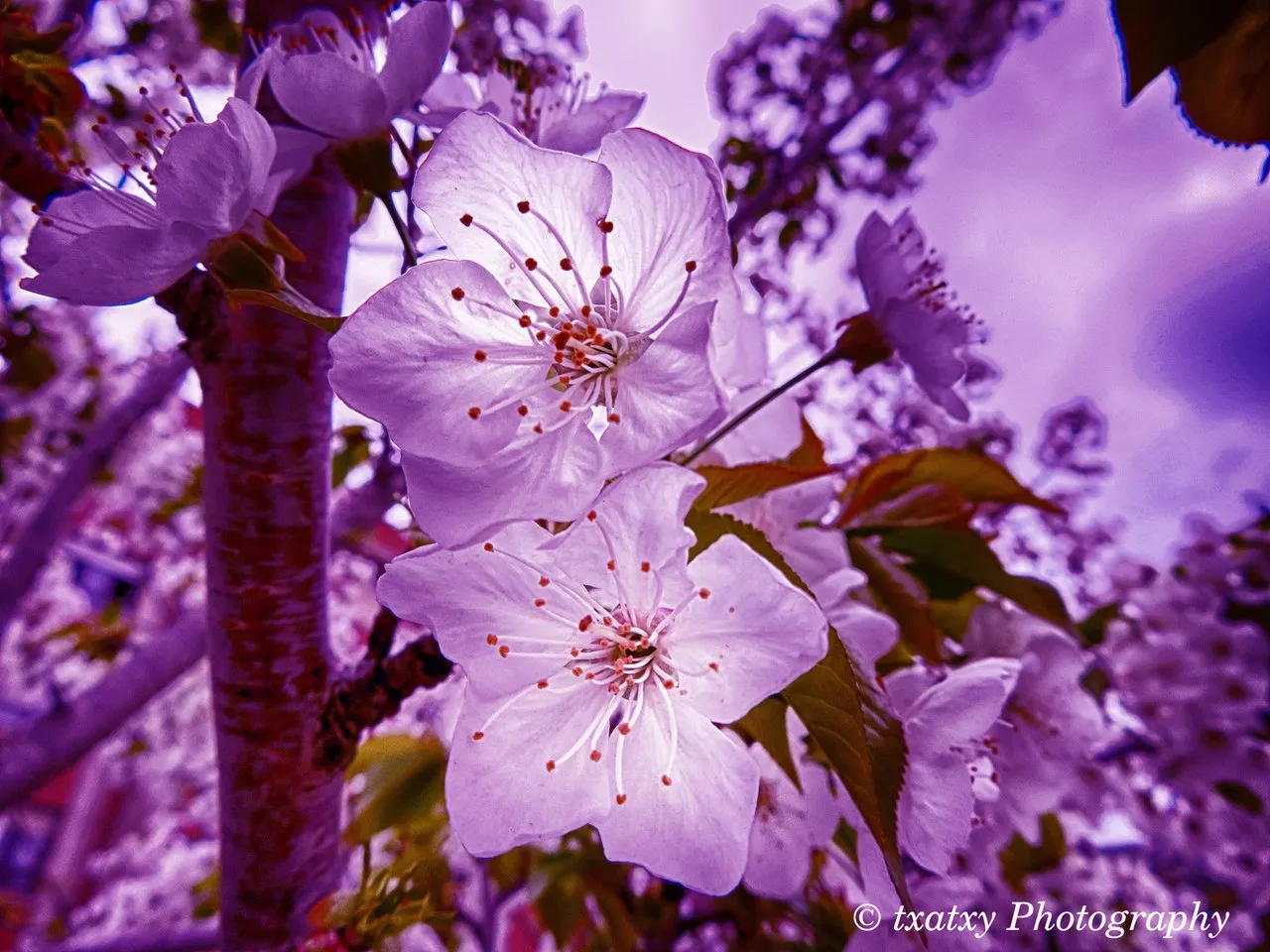 IMG_9024-morado.jpg