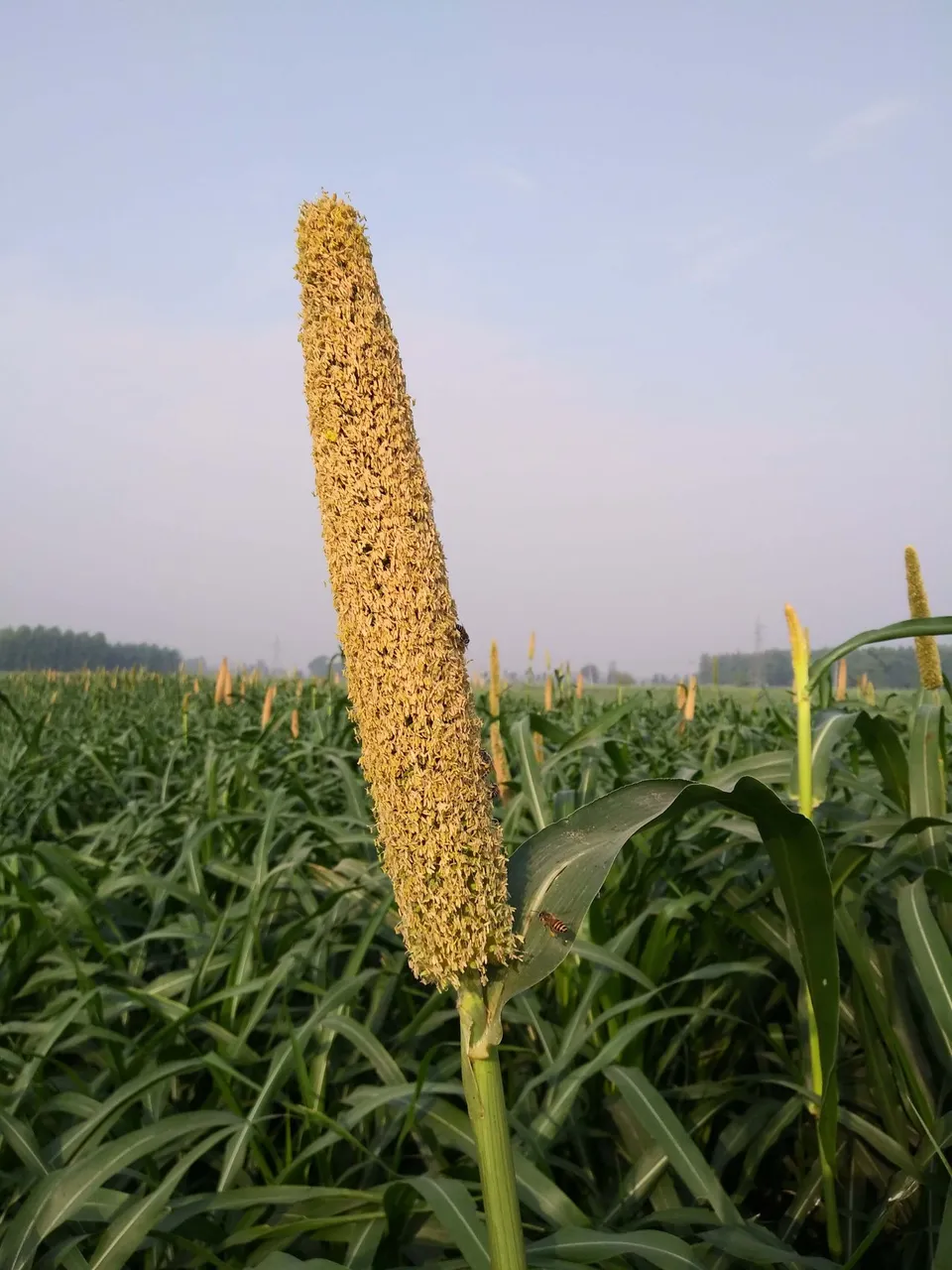 20190605_071748.jpg
