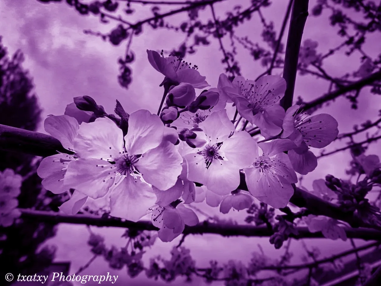 IMG_9013-morado.jpg