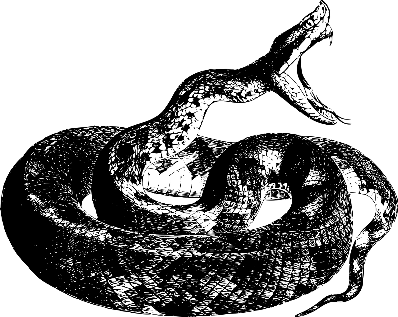 animal-1299159_1280.png