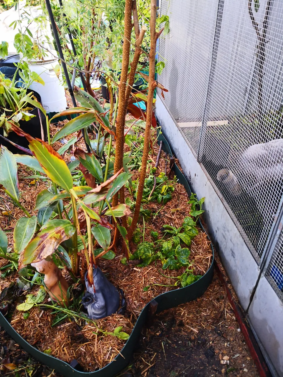 Soon to be filled with chook friendly medicinal herbs.