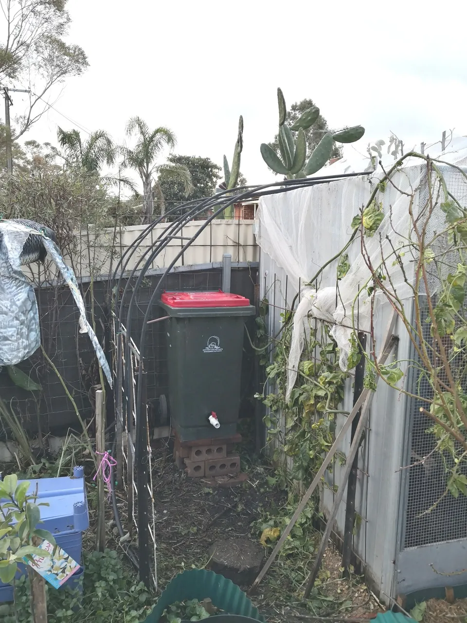 The chook house extension.