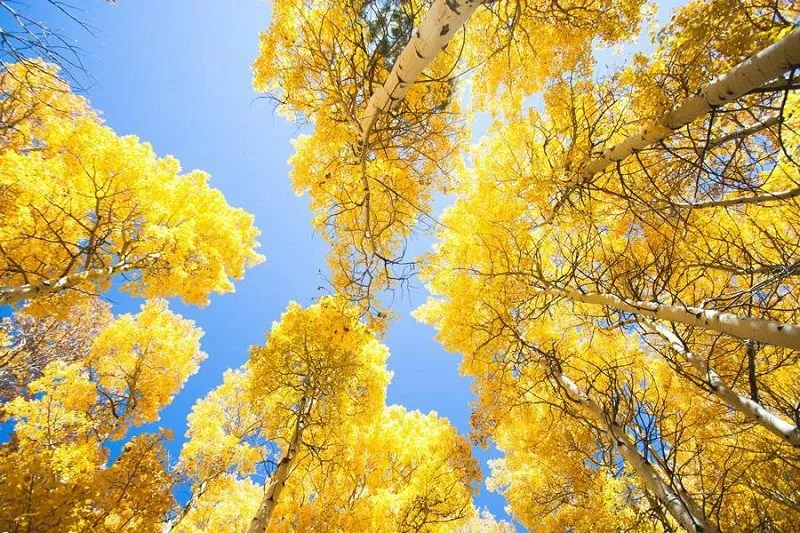 yellow-aspens.jpg