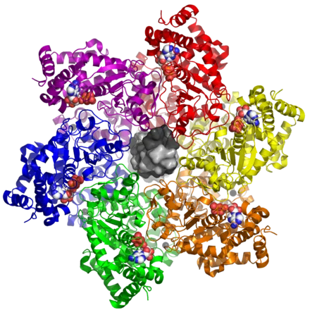 5tct_LTag_DNA.png