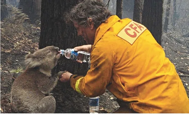 koala-stories.png