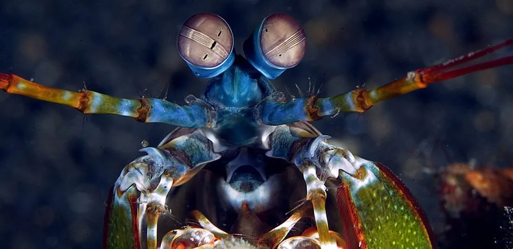 Mantis-Shrimp.jpg