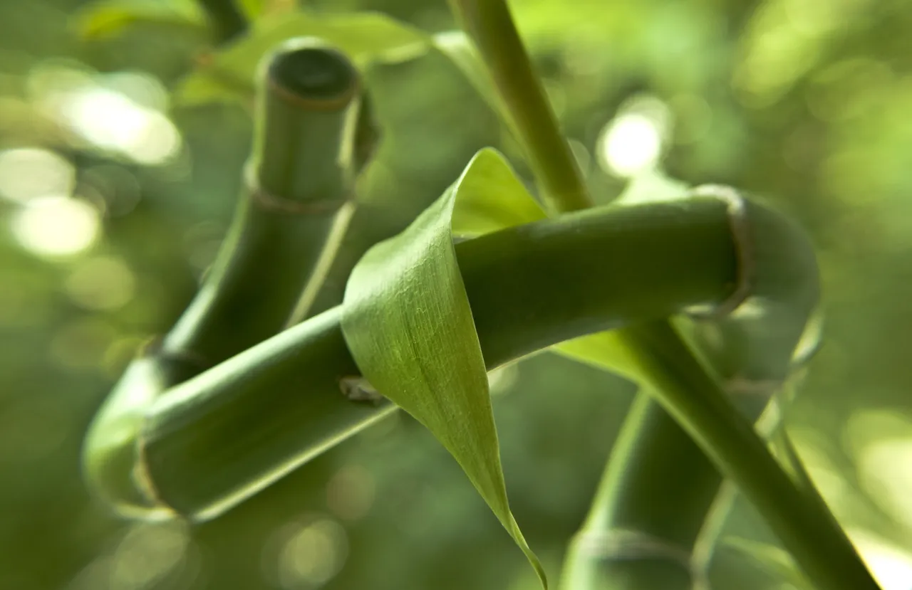 bamboo-741661.jpg