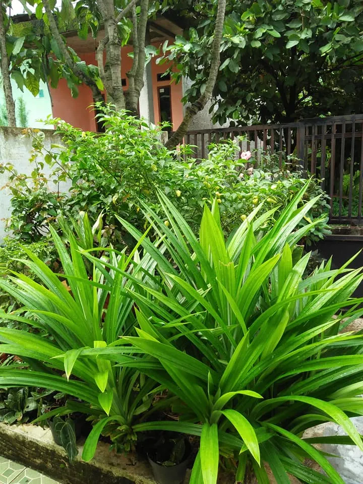 Daun Pandan.jpg