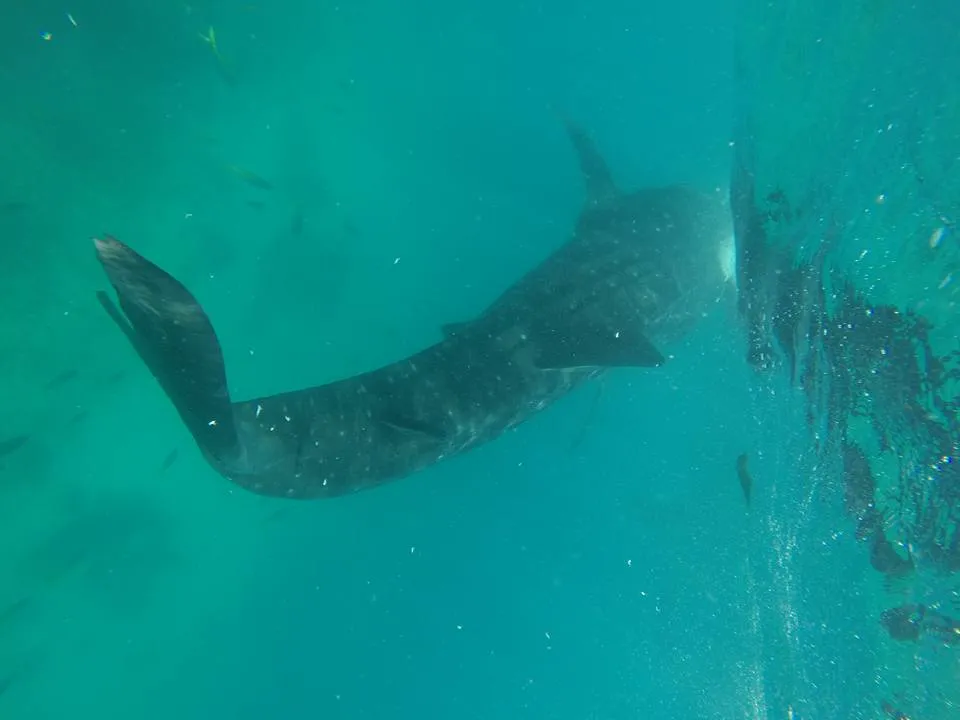 whale shark.jpg