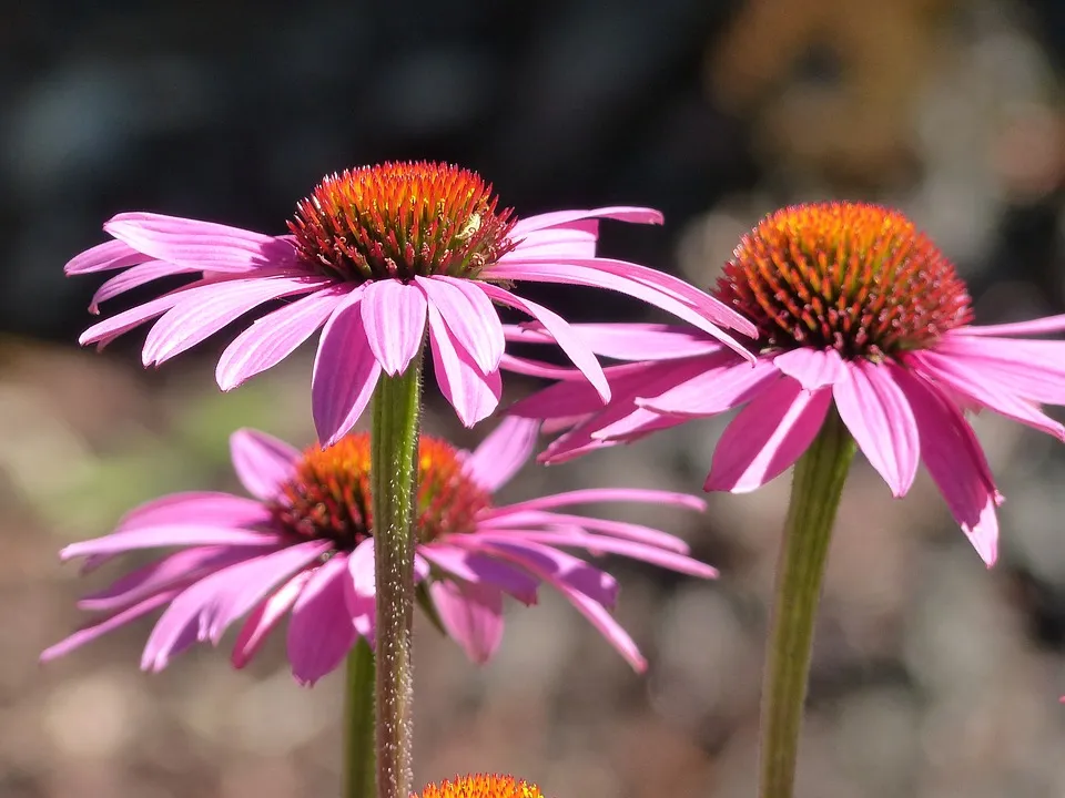 Echinacea 4.jpg