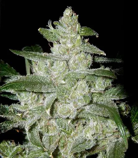 white-widow-2.jpg