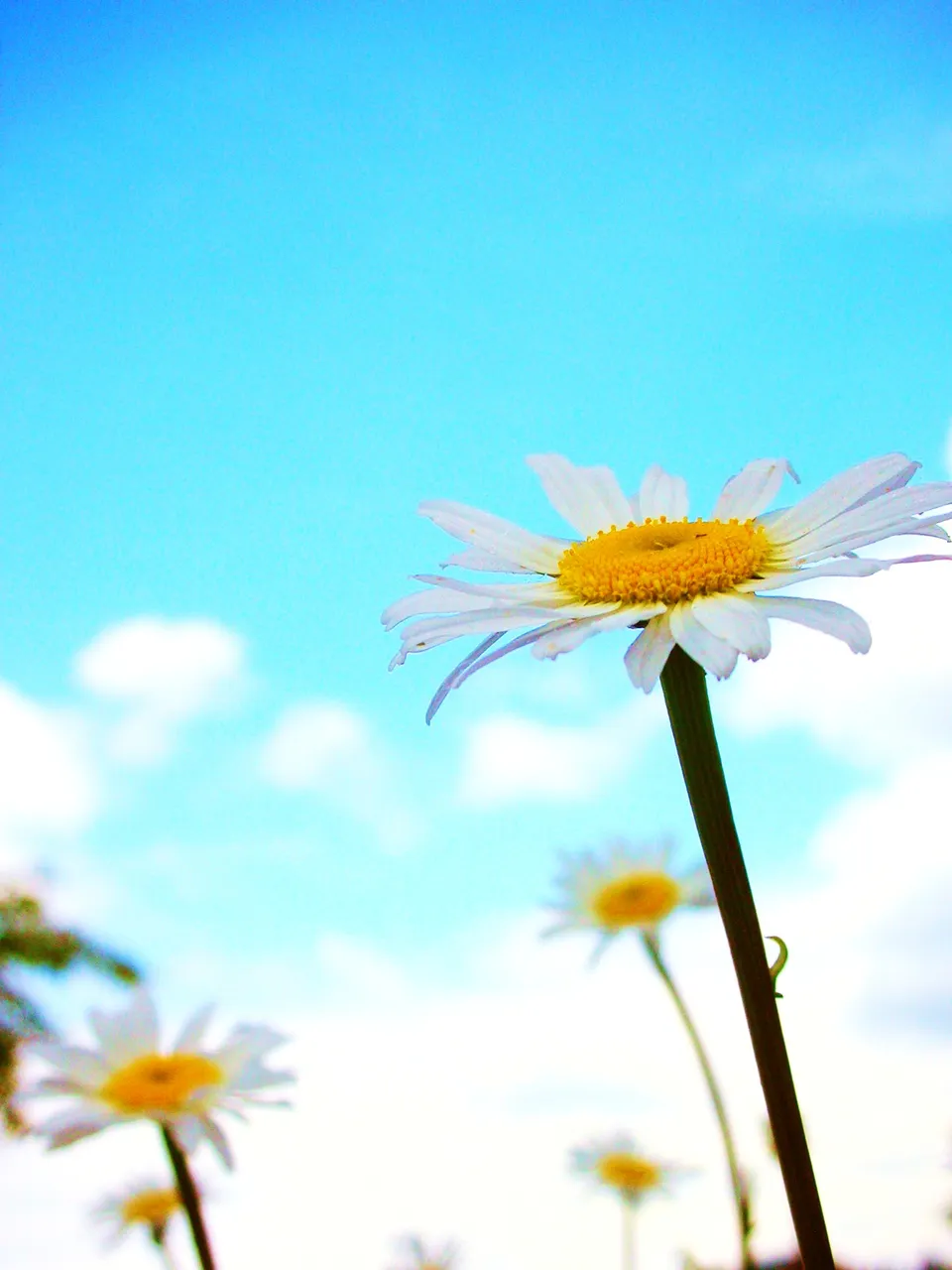 flowers 042.jpg