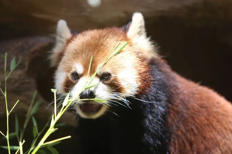 panda merah.jpg