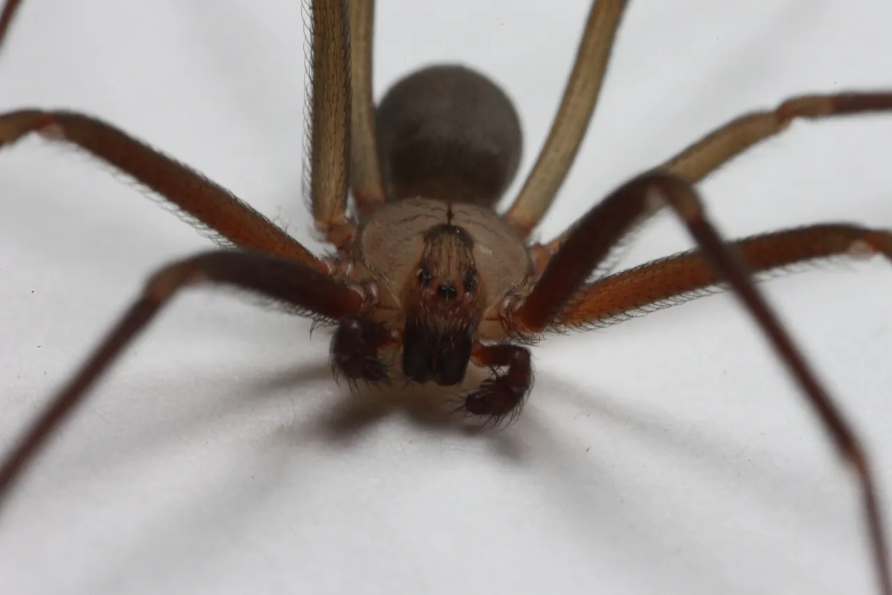 brown-recluse.jpg