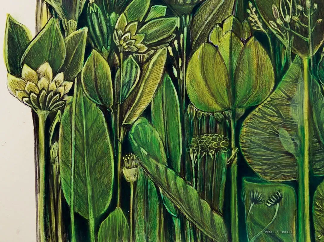 plantas (2).jpg