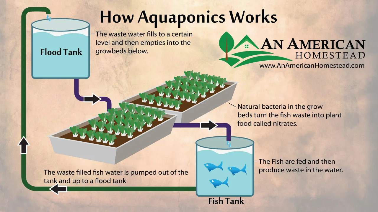 aquaponicsnew.jpg