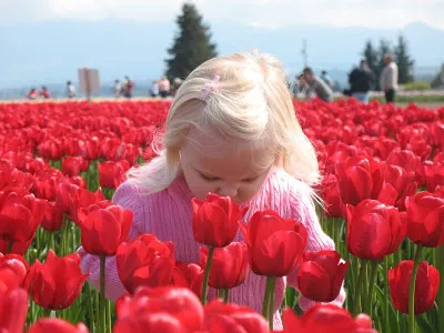Tulip_roses07.jpg