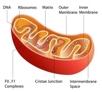 mitochondrion.jpg