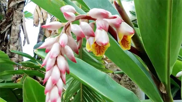 67051_alpinia.jpg