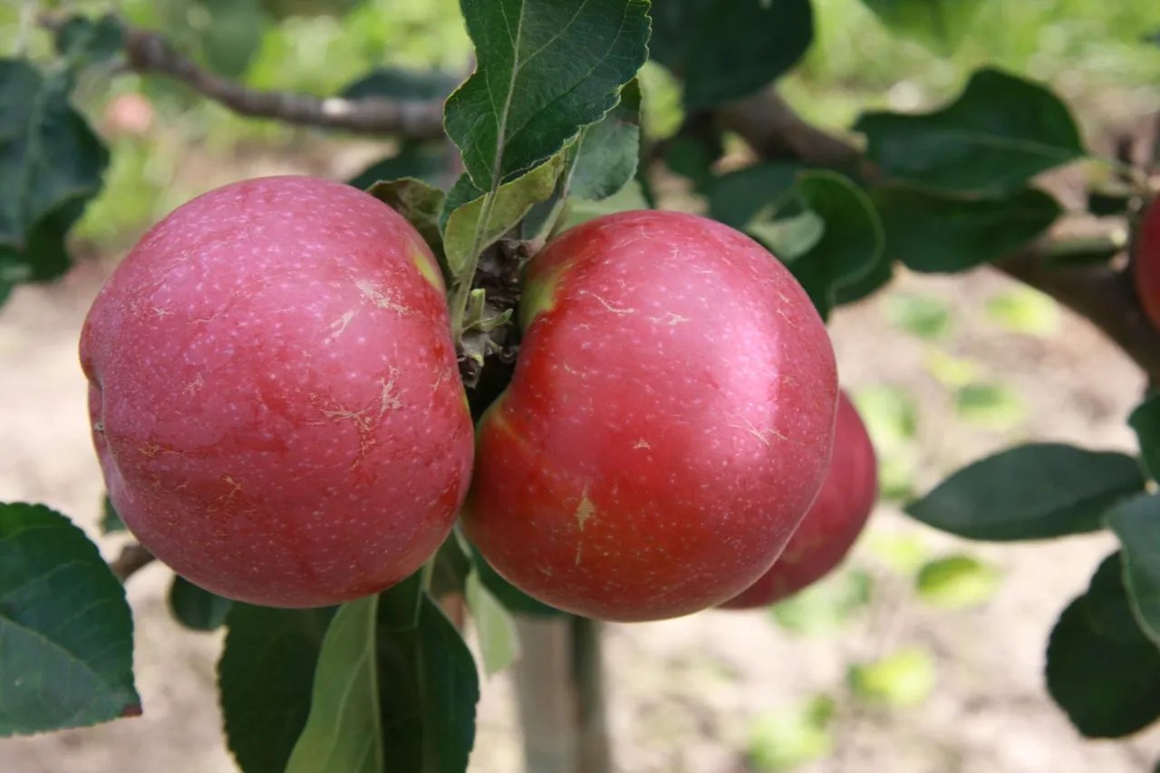 Lobo_cultivar.jpg