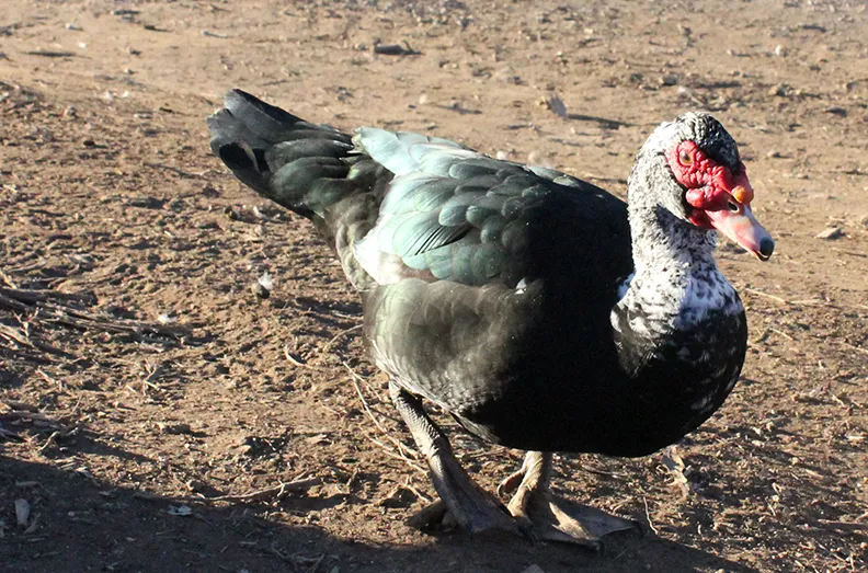 muscovy-ducks.jpg