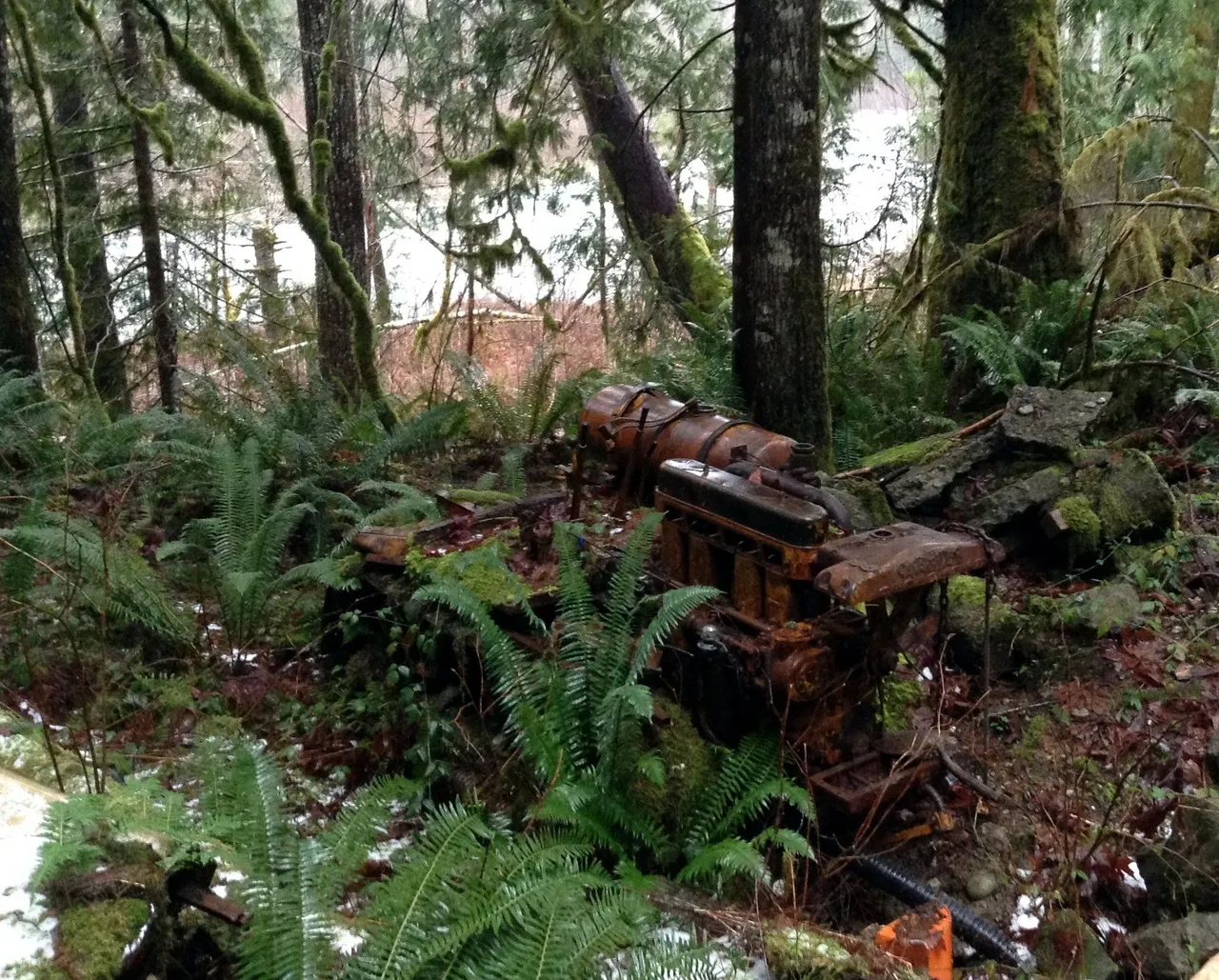 abandonedCat