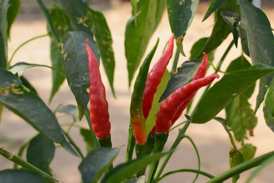 chilli tree.jpg