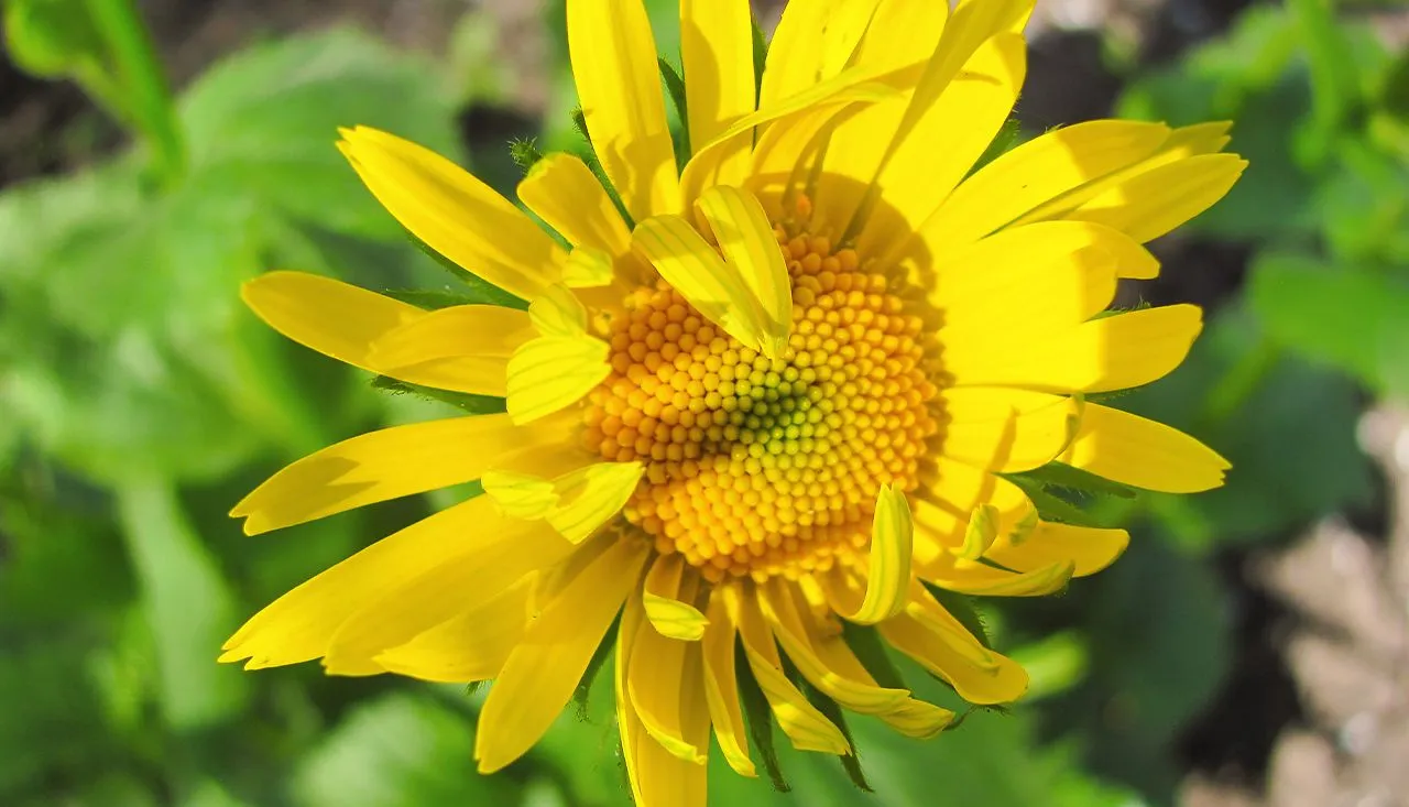 doronicum
