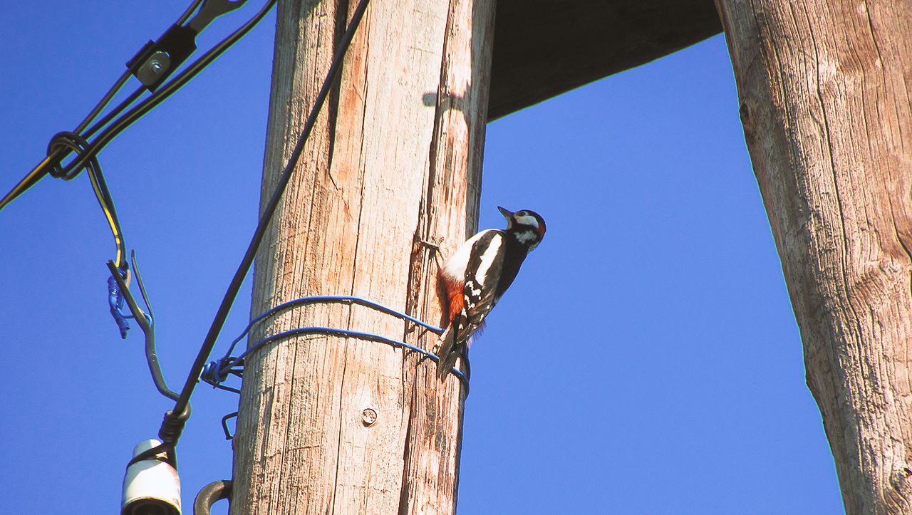 woodpecker