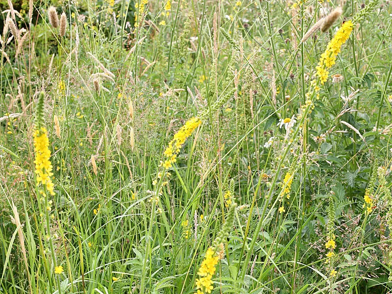 Agrimony7AW86.jpg