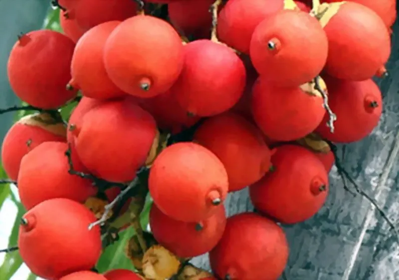 buah pinang.jpg