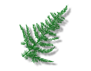 fern_txt_deco.png