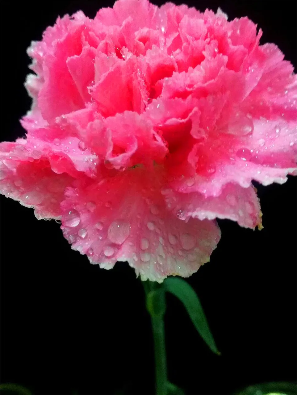 花 3.jpg