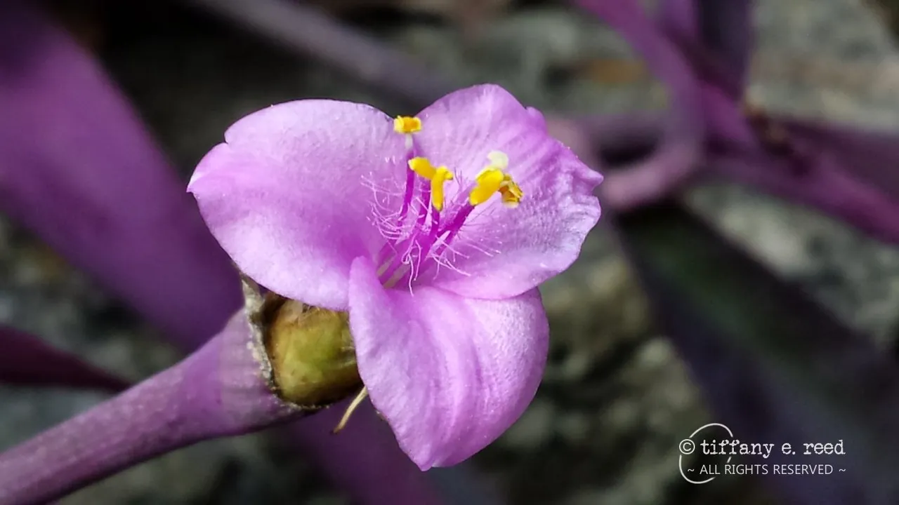 PurpleQueen00.jpg