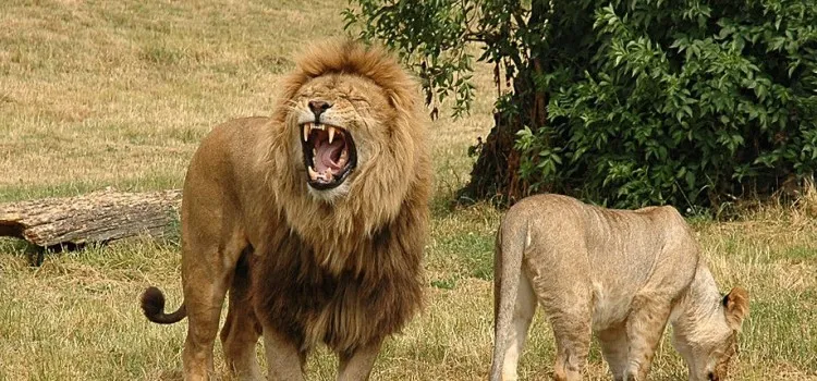 Lions-750x350.jpg