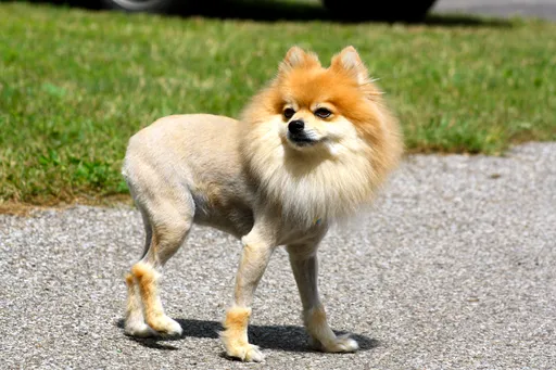 512px-Liondog.png